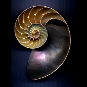 Nautilus