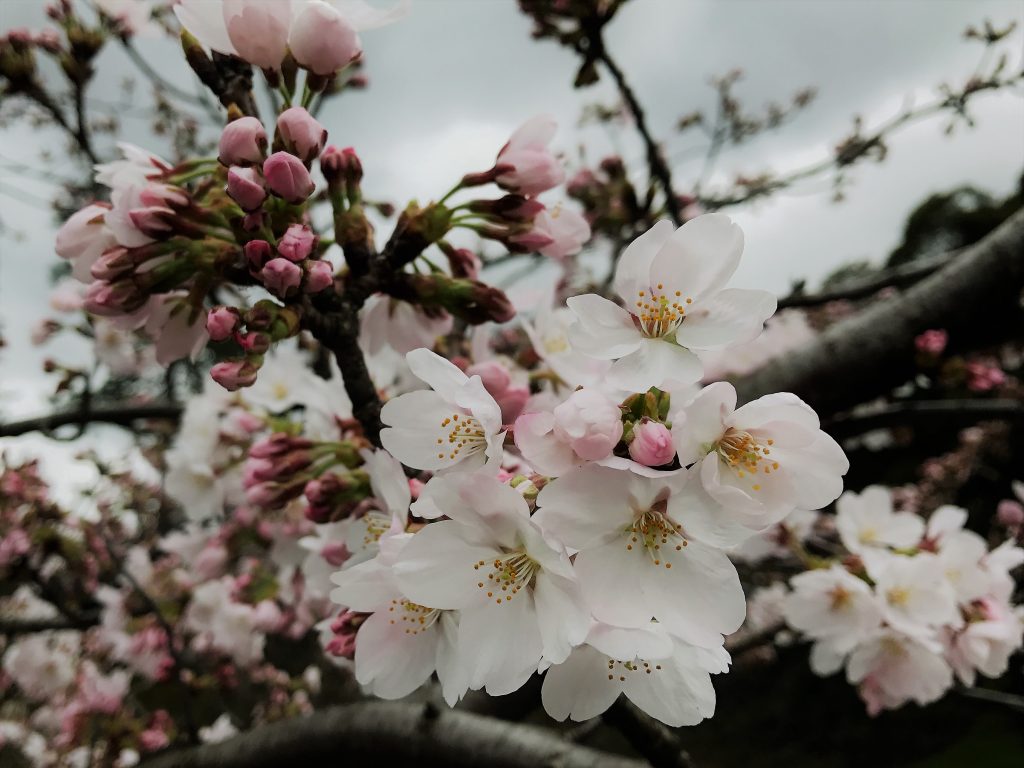 giappone-sakura