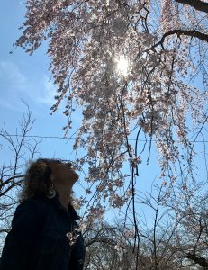 sakura